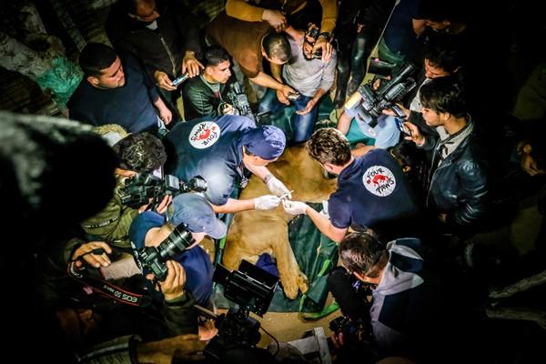 Animaux sauvés lors de la mission 2019 à Gaza