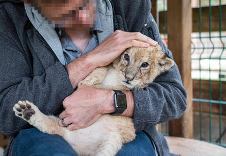 Distressed lion cub being held by a man