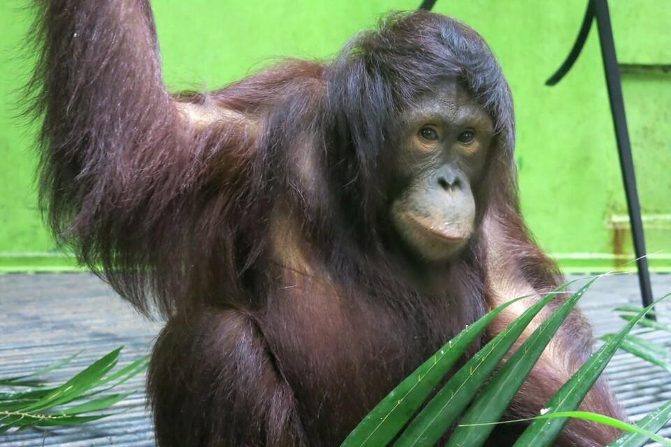 Orangutan Amalia