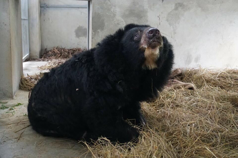 Deux ours de plus sont en sécurité et une province exempte de fermes à ours