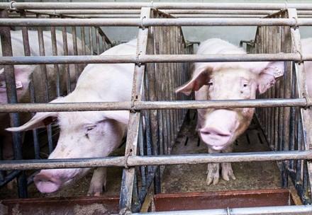 End the cage age for pigs