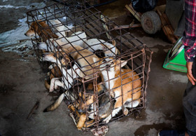 Ein Bericht von VIER PFOTEN über den Hunde- und Katzenfleischhandel in Südostasien