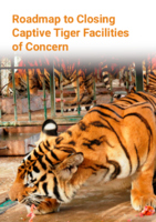 Stappenplan voor het sluiten van zorgwekkende tijgeropvangcentra in gevangenschap