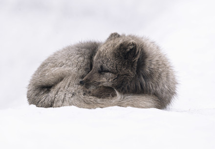 White and grey fox laying in the snow
