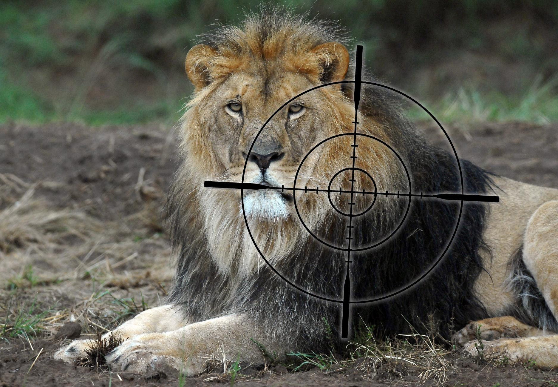 De-mystifying the role of Trophy Hunting in conservation - FOUR PAWS in  Europe - Animal Welfare Organisation