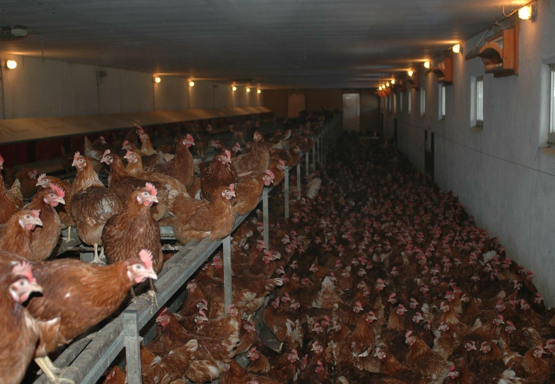 Companies go cage free - FOUR PAWS in US - Global Animal Protection  Organization