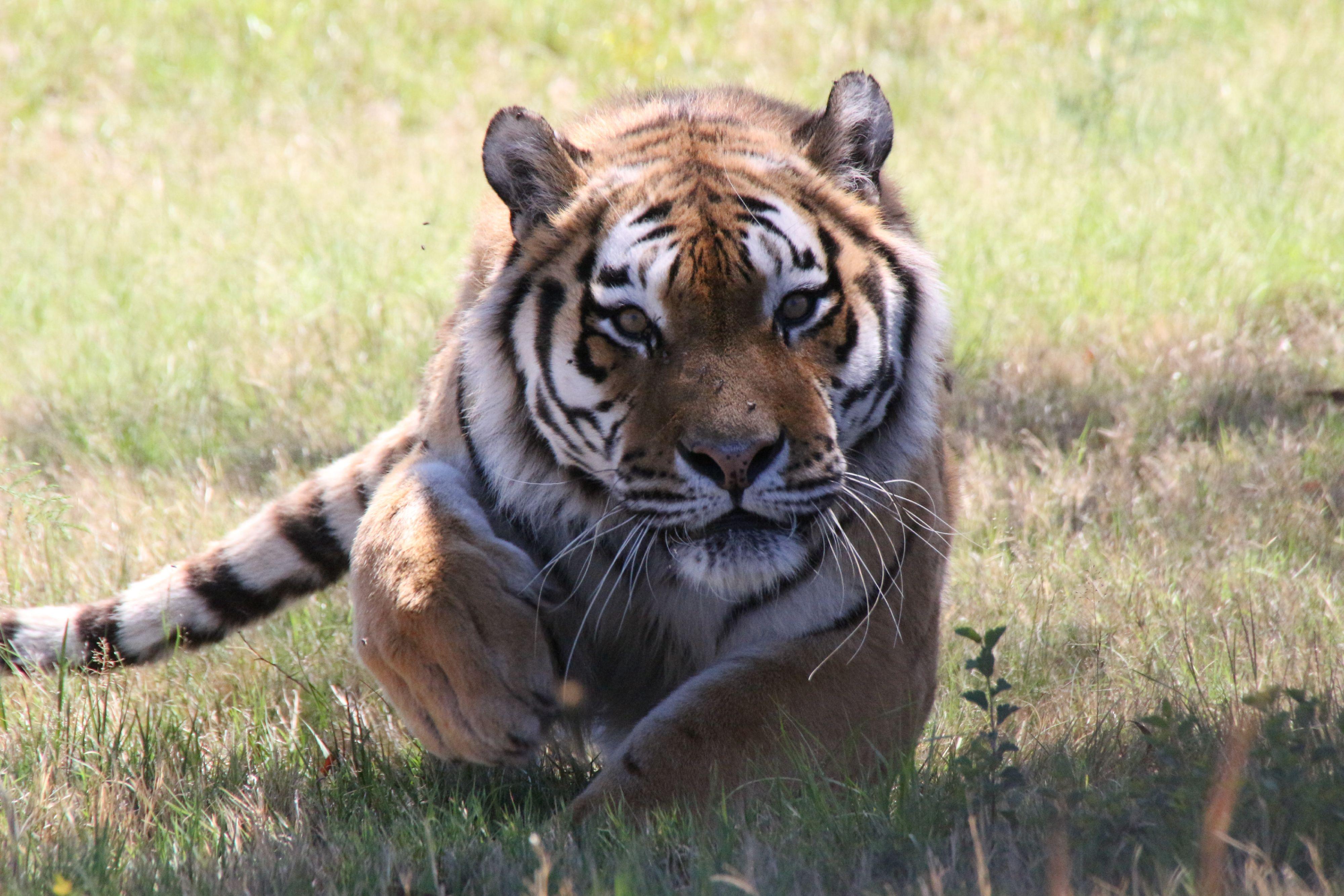 Big Cats in the Wild - FELIDA Big Cat Sanctuary - a project by FOUR PAWS