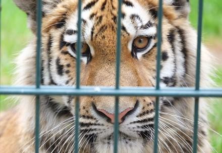 Ruthless Czech Tiger Trader Walks Free after Suspended Sentence