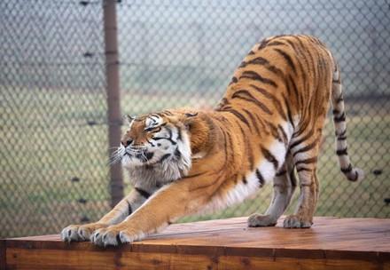Tiger Caruso in LIONSROCK