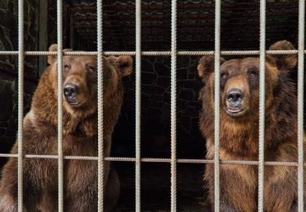 Bears Dasha & Lelya in a cage