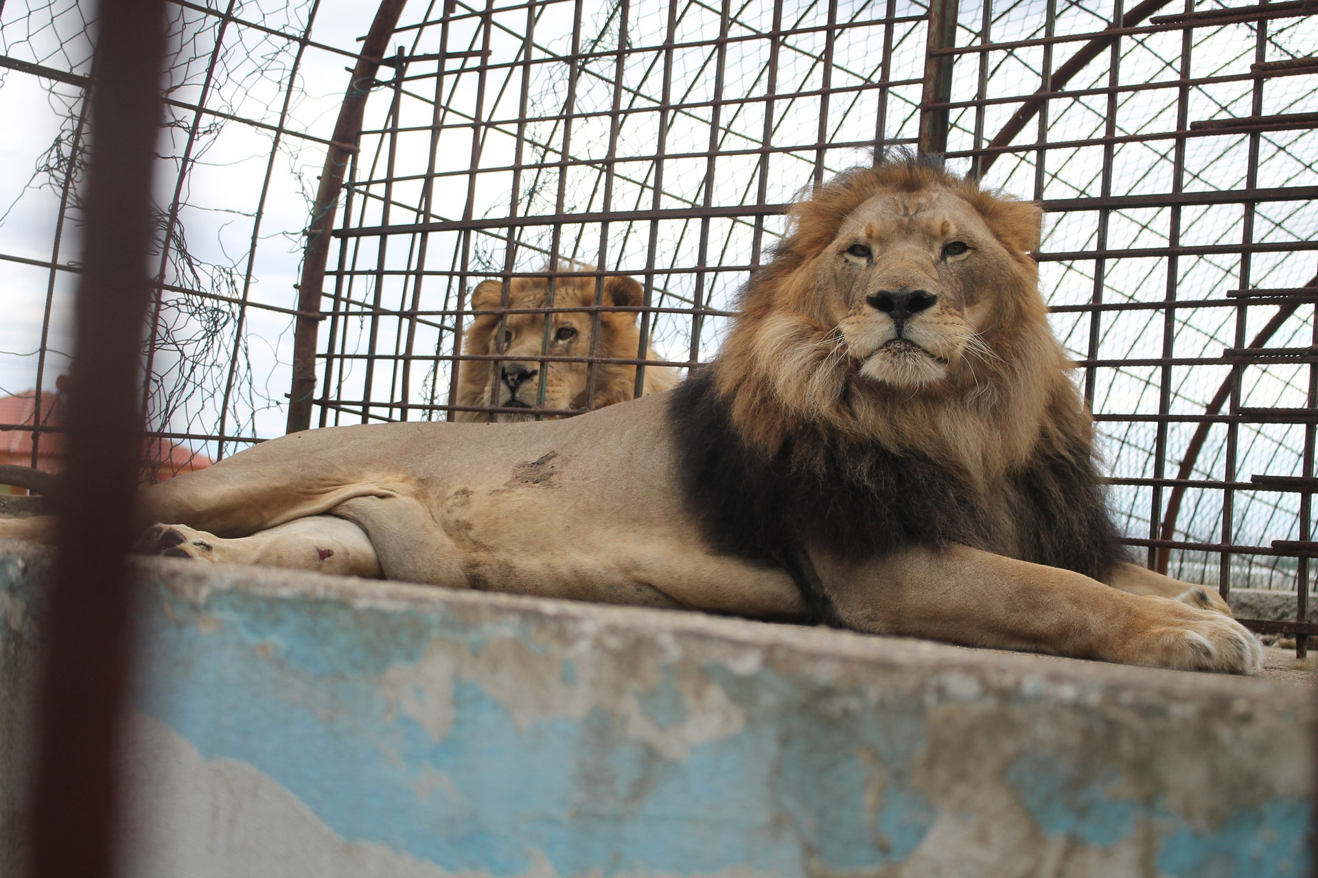 Two male lions in a cage 