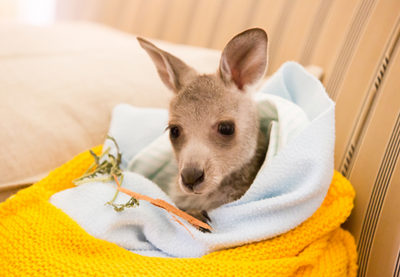An orphaned kangaroo in Australia