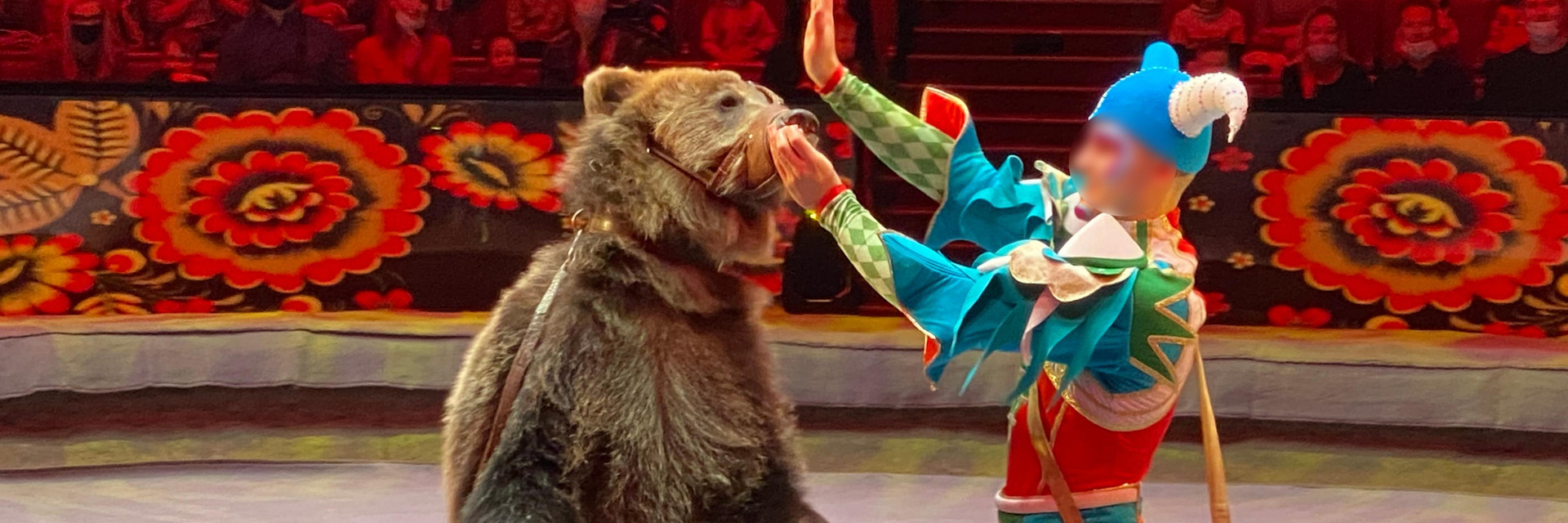 circus bear