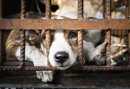 Dog behind bars in dog meat trade