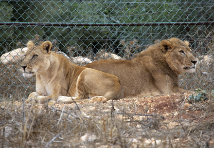 Des lions du Soudan reçoivent des soins urgents