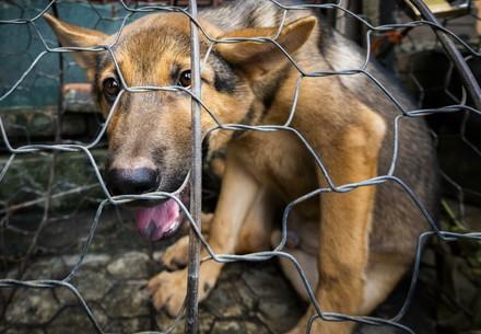 Dog and cat meat trade reports