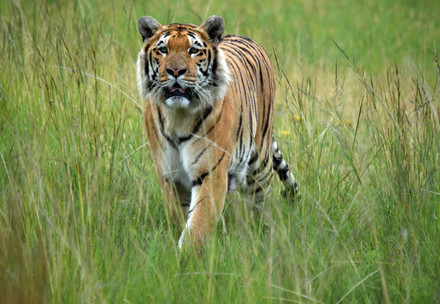Tiger Laziz walking on grass 