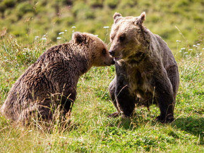 bears playing