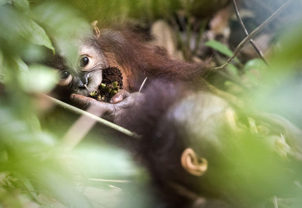 Orang-Utan klettert an einem Ast im Wald