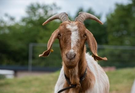 Goat at TIERART