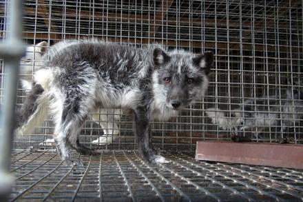 Fox in a fur farm