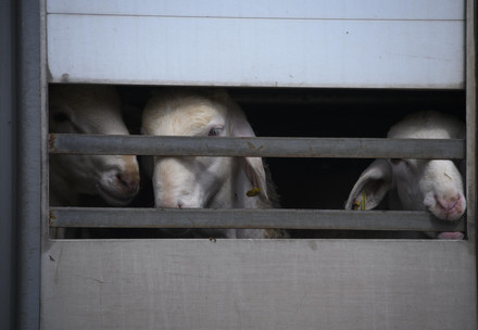 Sheep in live transport