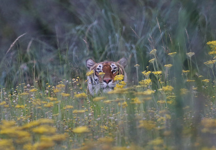 Tiger Bela peaking out behind yellow flowers 
