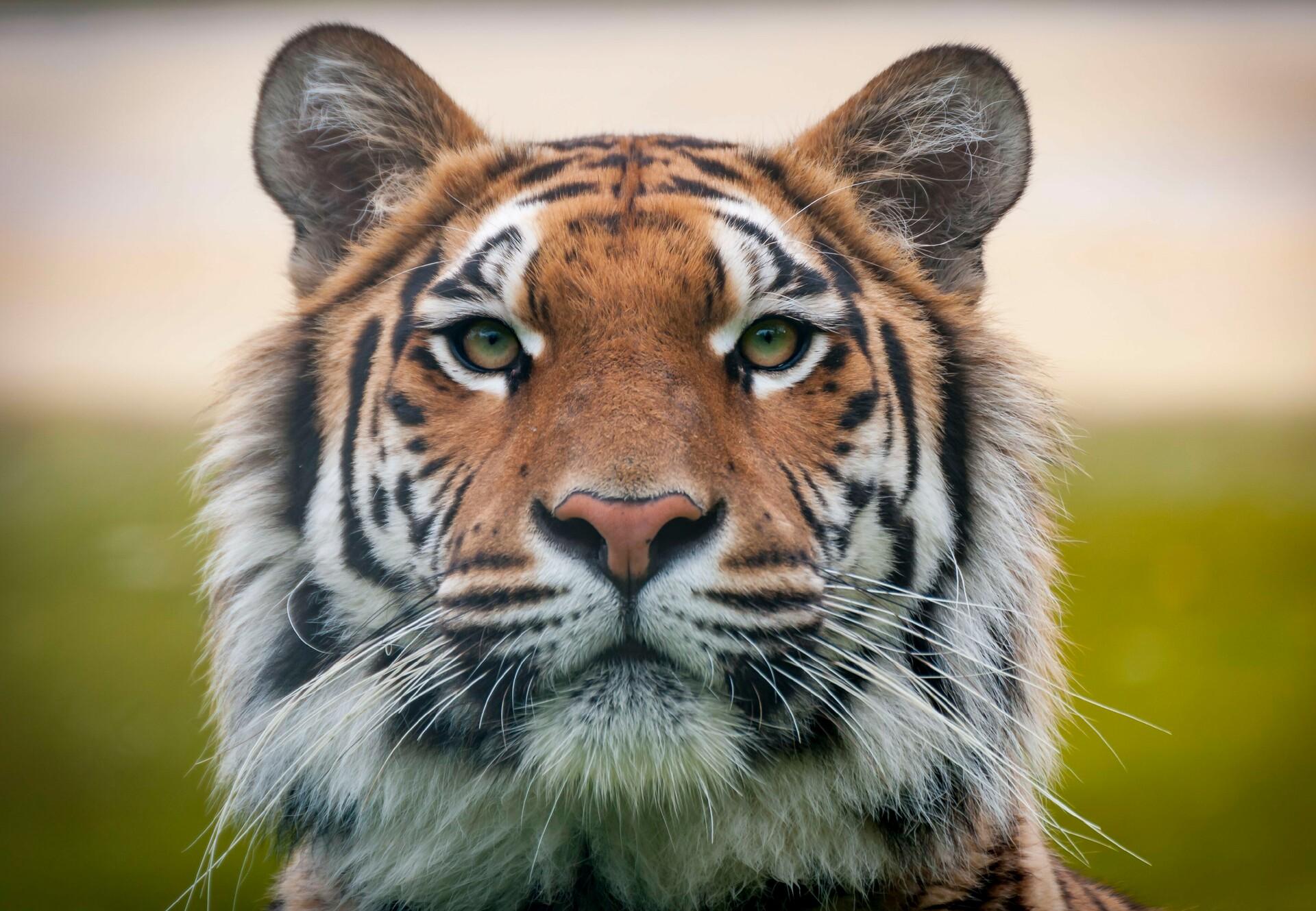 Tigers cared for by FOUR PAWS - FOUR PAWS in US - Global Animal Protection  Organization