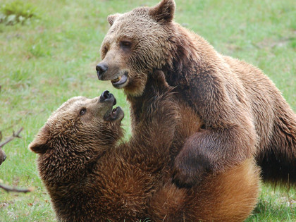 Zwei Bären 
