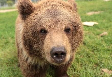 Bear cub Jenny 