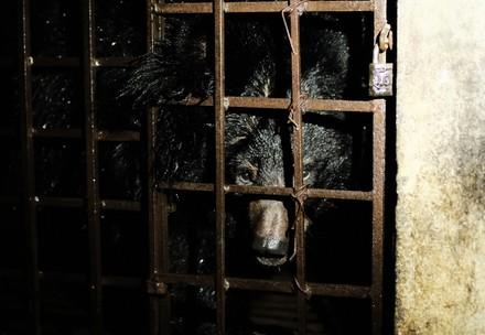 Les ours ont souffert 17 ans dans une cage
