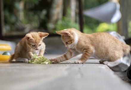 Zwei spielende Katzen