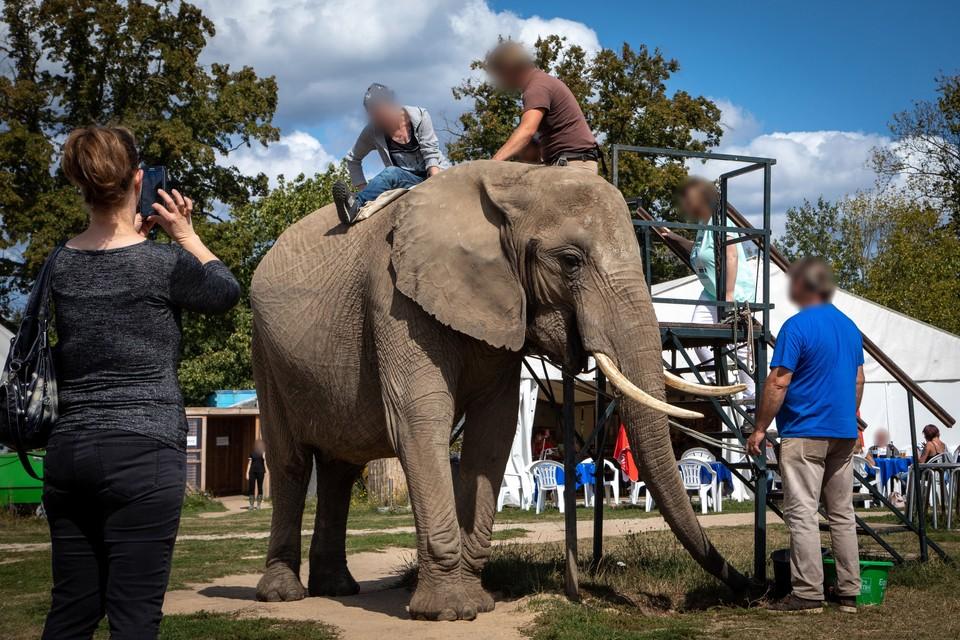 Elephants abused for tourism