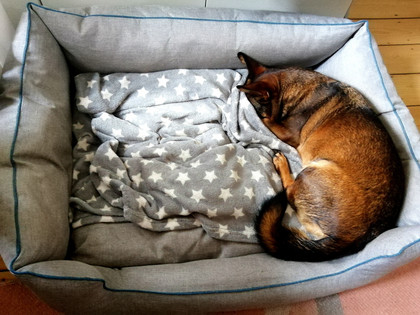 Hund verschläft Home Office
