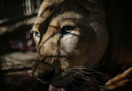 Rafah Zoo in Gaza