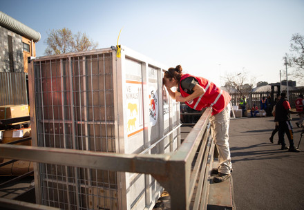 Dr Christine Steyrer inspects a crate during the transfer of Romanian lions