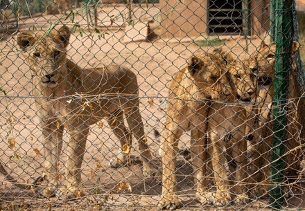 Löwen im Konfliktgebiet im Sudan