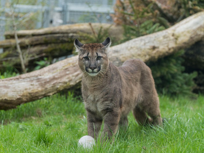 Puma in der TIERART Wildtierstation