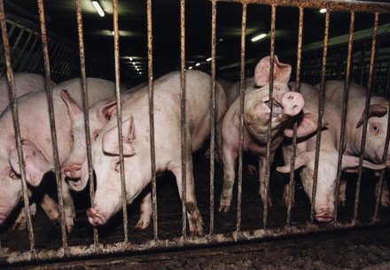 Schweine hinter Gitter