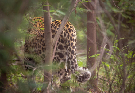Leopard Tulani at LIONSROCK