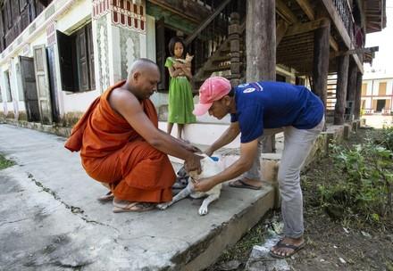 World Rabies Day: The ultimate fight against rabies in Myanmar continues