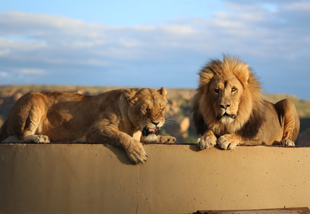 Zwei Löwen entspannen in der Sonne