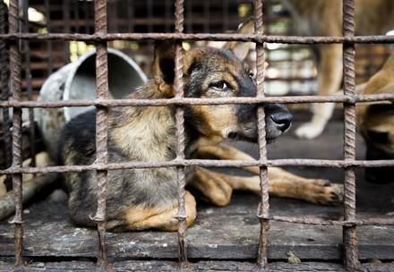 Siem Reap verbietet als erste Provinz Hundefleisch