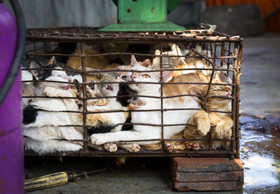 Spezialgericht «Little Tiger»: Der brutale Handel mit Katzenfleisch in Vietnam 