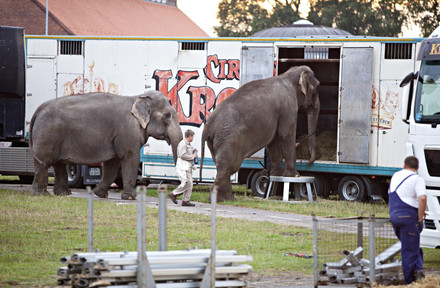 Elefanten steigen in einen Zirkuswagen