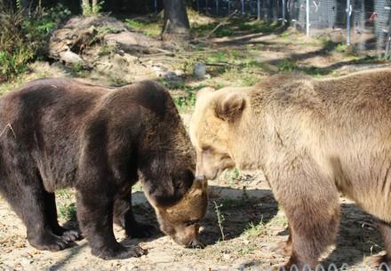 le sauvetage des ours Leo et Melanka