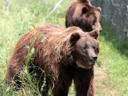 Bears Sirko and Ruta