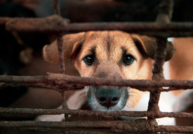 16,462 People Join Virtual 'Run For Millions' to End the Dog and Cat Meat Trade 