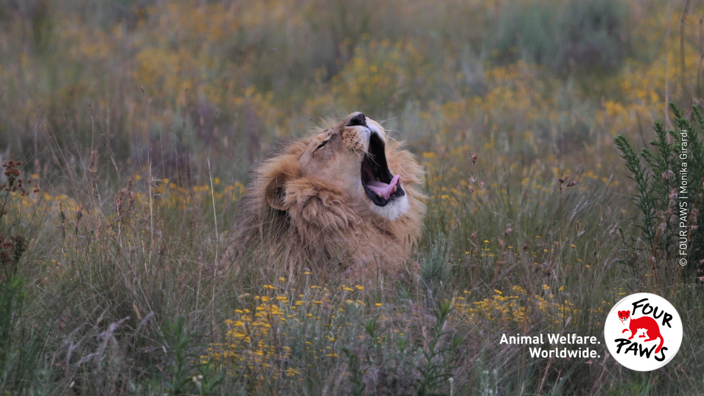 Lion roaring sanctuary