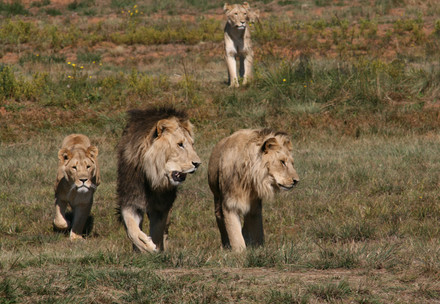 Three lions from the Braila Group at LIONSROCK
